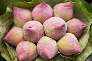 Images Dated 14th November 2008: Lotus flower - Thailand