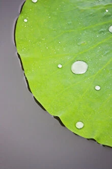 Images Dated 28th October 2011: Lotus leaf with dew in the pond in the Chinese