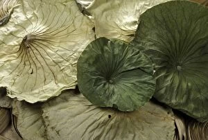 Compositions Gallery: Lotus Leaves - Exotics products for floral compositions