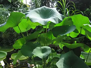Lotus Prints: Lotus leaves - in garden