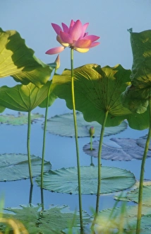 Lotus Lilies - grow in Top End waterways with pink flowers