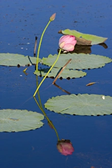 Images Dated 17th August 2008: Lotus Lily - bloom and leaves on a calm pond. The water is so calm that it produces a perfect