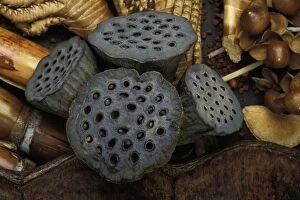 Compositions Gallery: Lotus Seeds - Exotics products for floral compositions