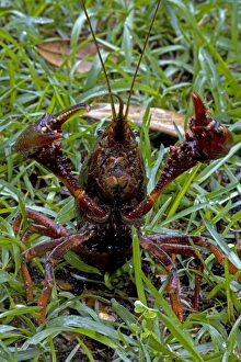Images Dated 10th April 2007: Louisiana Crayfish / Crawfish - Louisiana - Widely harvested for food - Native to North America
