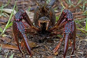 Images Dated 10th April 2007: Louisiana Crayfish / Crawfish - Louisiana - Widely harvested for food - Native to North America