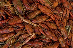 Catch Prints: Louisiana Crayfish / Crawfish - Louisiana - Widely harvested for food - Native to North America but introduced
