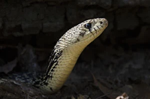 Images Dated 11th November 2011: Louisiana Pine Snake (Pituophis ruthveni)