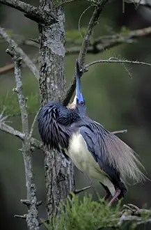 Tri Coloured Prints: Louisiana / Tri-coloured Heron - preening