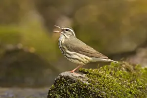 Waterthrush Prints: Louisiana Waterthrush Connecticut in April