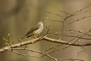 Louisiana Waterthrush Connecticut in April