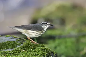 Louisiana Waterthrush Connecticut, USA