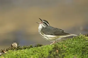 Motacilla Prints: Louisiana Waterthrush - Singing. Connecticut, USA