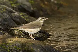 Louisiana Waterthrush - on territory. Connecticut in April