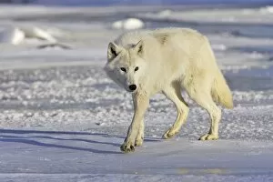 Images Dated 17th January 2007: Loup arctique