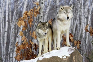 Wild Dogs Gallery: Loup commun dans une foret de bouleau