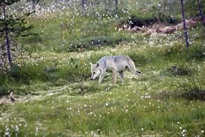 Images Dated 11th July 2005: LOUP D'EUROPE ( Canis lupus)