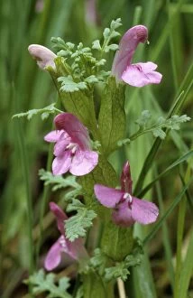 Images Dated 30th June 2008: Lousewort