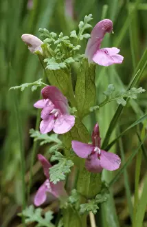 Lousewort Prints: Lousewort