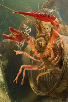 Decapoda Prints: Lousiana Crayfish - emerging from old drum underwater - visible difference in size with Palaemonetes antennarius