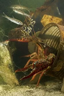 Images Dated 26th July 2009: Lousiana Crayfish - in old drum underwater - with Fish (Barbus tiberinus)