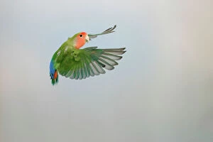 Images Dated 4th August 2005: Lovebird - Peach faced in flight turning Distribution: Africa