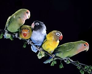 Images Dated 14th September 2004: Lovebirds Together on branch