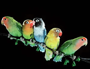 Parrots Collection: Lovebirds LA 111 From left to right: 1st & 5th: Peach Faced, 2nd: Fischers