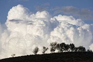Low altitude billowing cumulus clouds with dark foreground with trees silhouetted on horizon