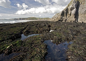 Very low tide at Three Crowns Bay, Gower peninsula. Mussel beds etc. exposed Very low tide at Three Crowns Bay, Gower peninsula. Mussel beds etc. exposed