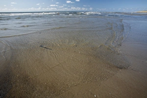 Images Dated 23rd August 2009: Low Tide and ripples on beach, Island of Texel, Holland
