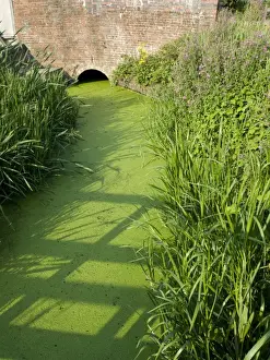 Reservoir Prints: Low water in reservoir feeder stream - Duckweed - UK Summer 2011
