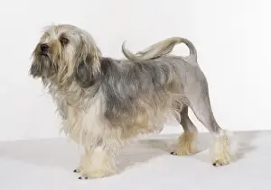 Lowchens Prints: Lowchen Dog
