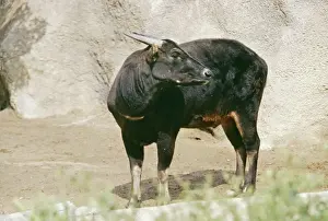Lowland Anoa