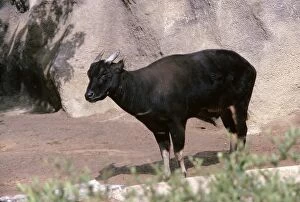Images Dated 20th March 2006: Lowland Anoa - male