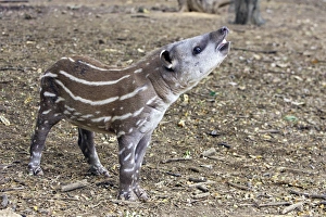 Images Dated 6th February 2005: Lowland / Brazilian / Amazonian / South American Tapir. Venezuela