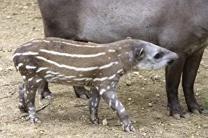 Lowland / Brazilian / Amazonian / South American Tapir