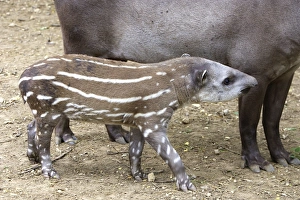 Images Dated 6th February 2005: Lowland / Brazilian / Amazonian / South American Tapir. Venezuela
