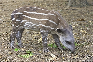 Images Dated 6th February 2005: Lowland / Brazilian / Amazonian / South American Tapir. Venezuela