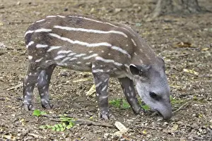 Lowland / Brazilian / Amazonian / South American Tapir. Venezuela