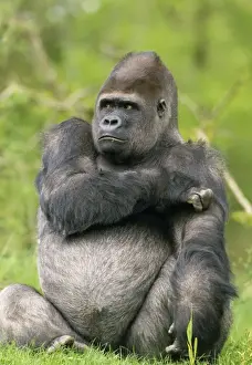 Lowland Gorilla