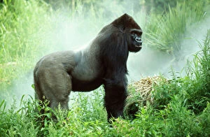 Images Dated 29th November 2007: Lowland Gorilla