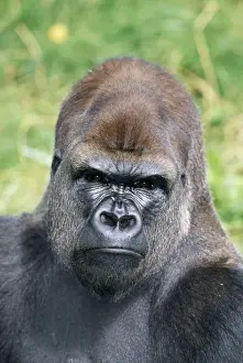 Cross Prints: Lowland Gorilla