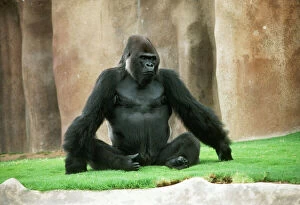 Images Dated 29th August 2006: Lowland Gorilla - adult male