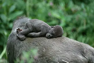 Sleeping Prints: Lowland Gorilla - baby on mothers back