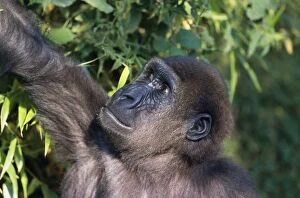 Images Dated 27th September 2007: Lowland Gorilla - captive