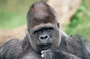 Curiosity Prints: LOWLAND GORILLA - close-up of head