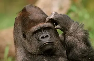 LOWLAND GORILLA - close-up scratching head