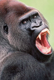 Displaying Collection: Lowland Gorilla - close-up, threatening display