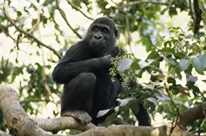 Gambia Prints: Lowland Gorilla - feeding Gambia, Western Africa