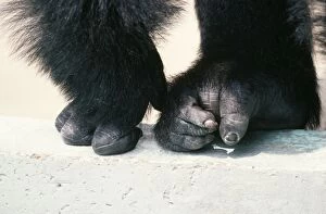 Lowland Gorilla - hand & foot